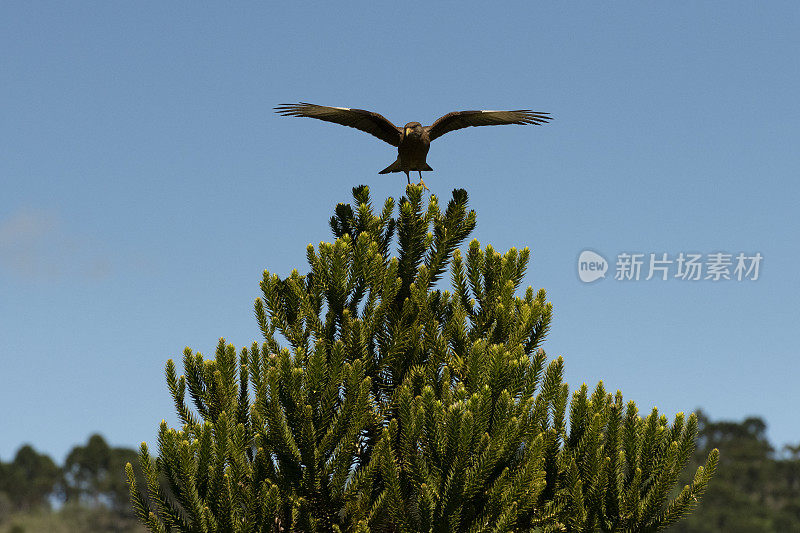 Chimango Caracara (Milvago ximango)